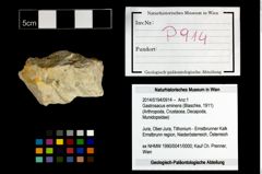 Foto (Objekt + Etikett) von Gastrosacus eminens (Blaschke, 1911)  (NHMW-GEO-2014-0194-0914)
